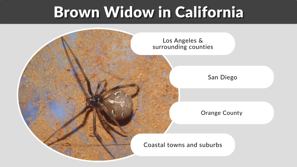Brown Widow in California
