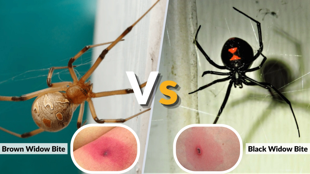 Brown Widow vs Black Widow Bite