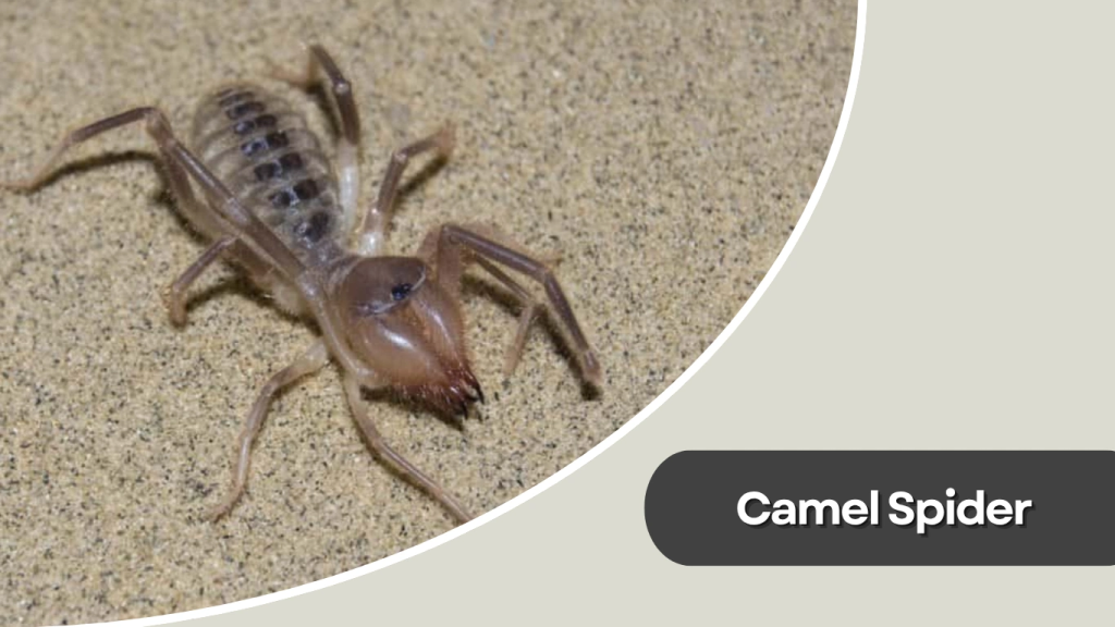 Camel Spider