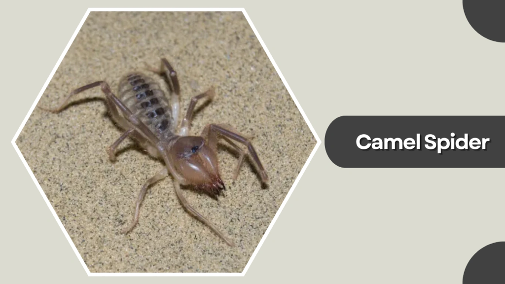 Camel Spider