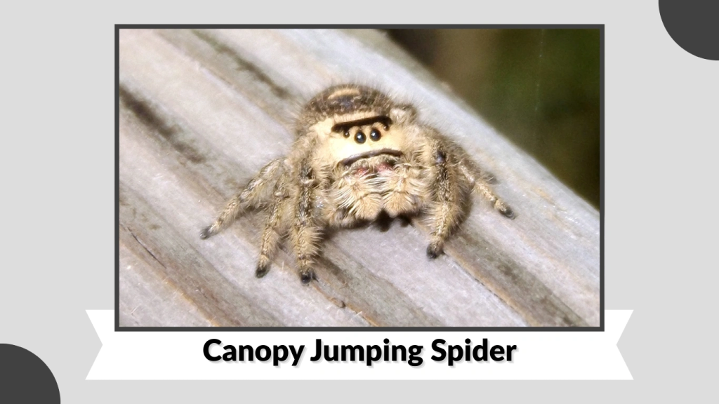 Canopy Jumping Spider
