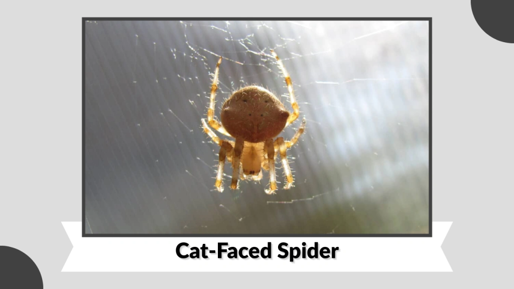 Cat-Faced Spider