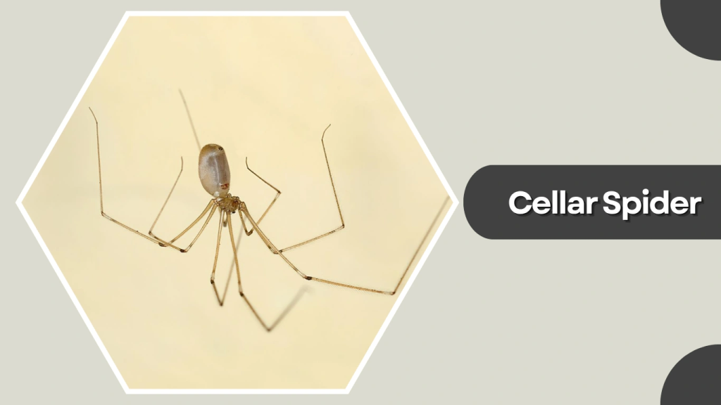 Cellar Spider