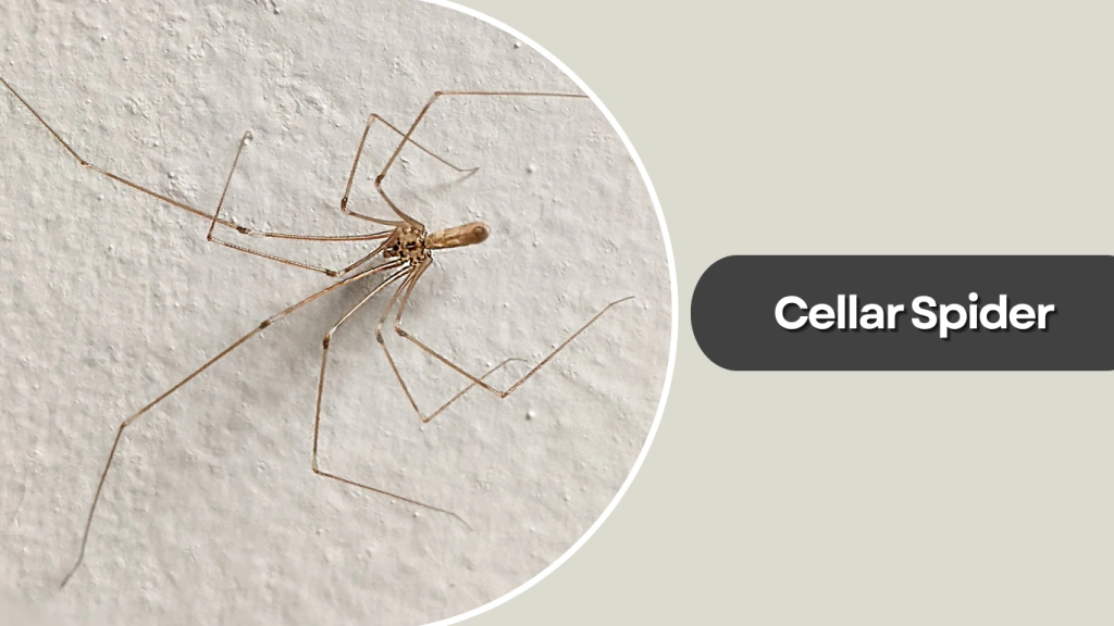 Cellar Spider