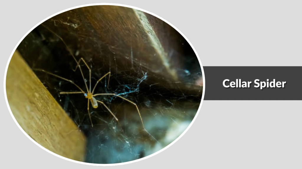 Cellar Spider