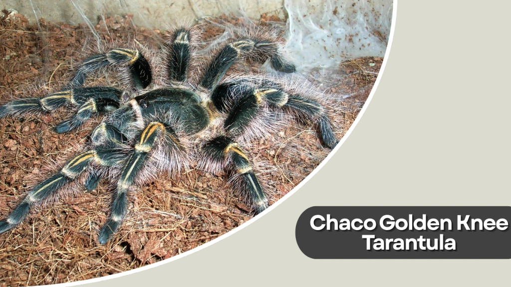 Chaco Golden Knee Tarantula