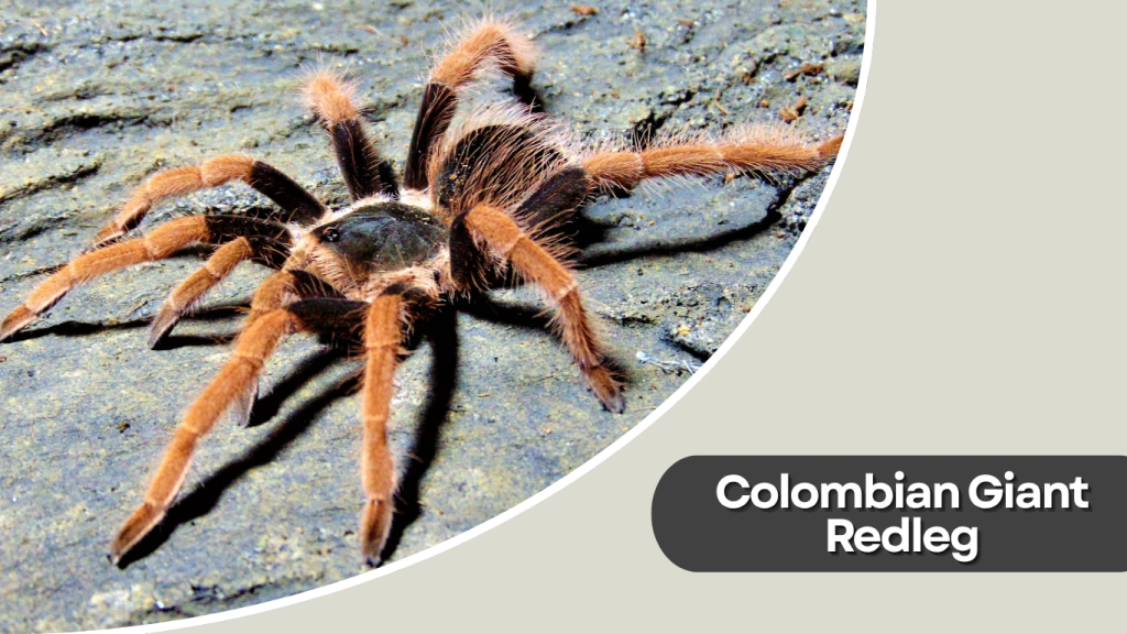 Colombian Giant Redleg