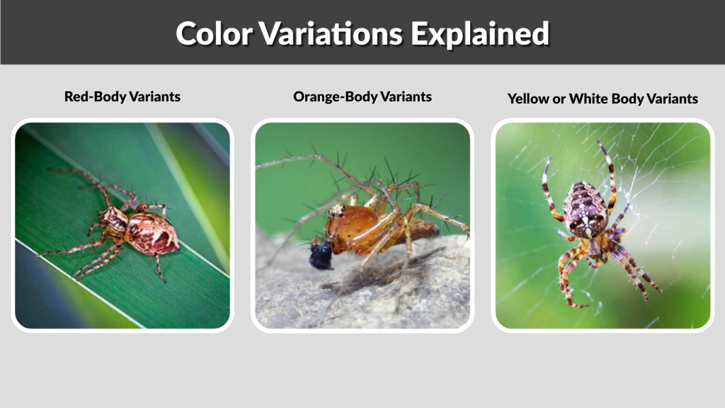 Color Variations Explained