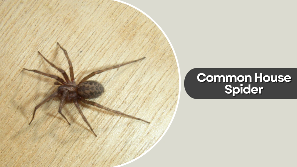Common House Spider