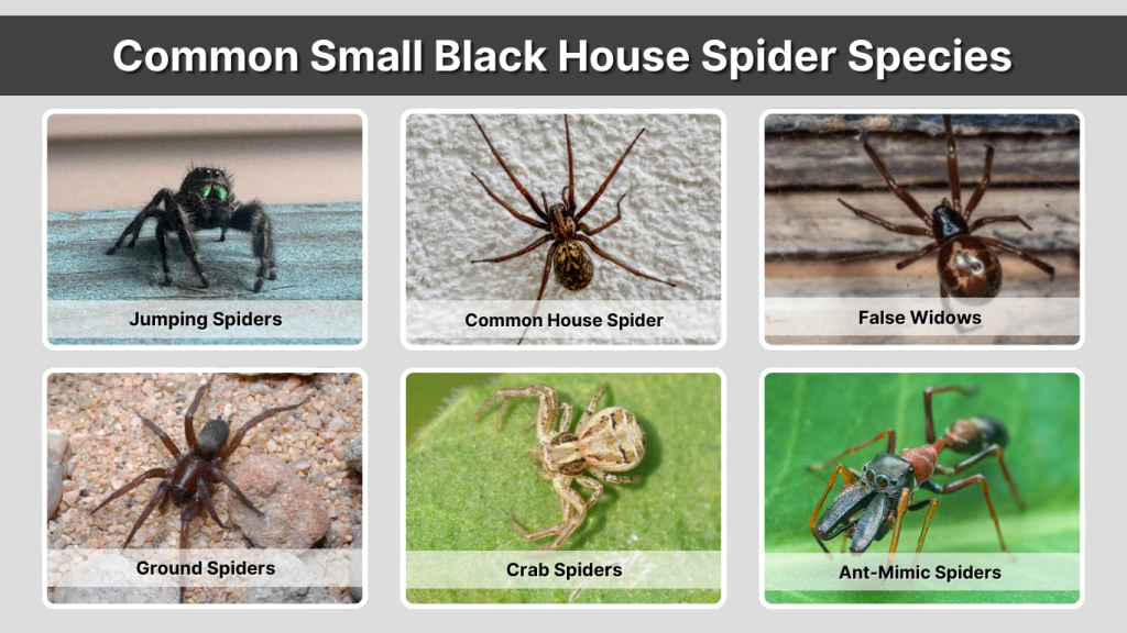 Common Small Black House Spider Species