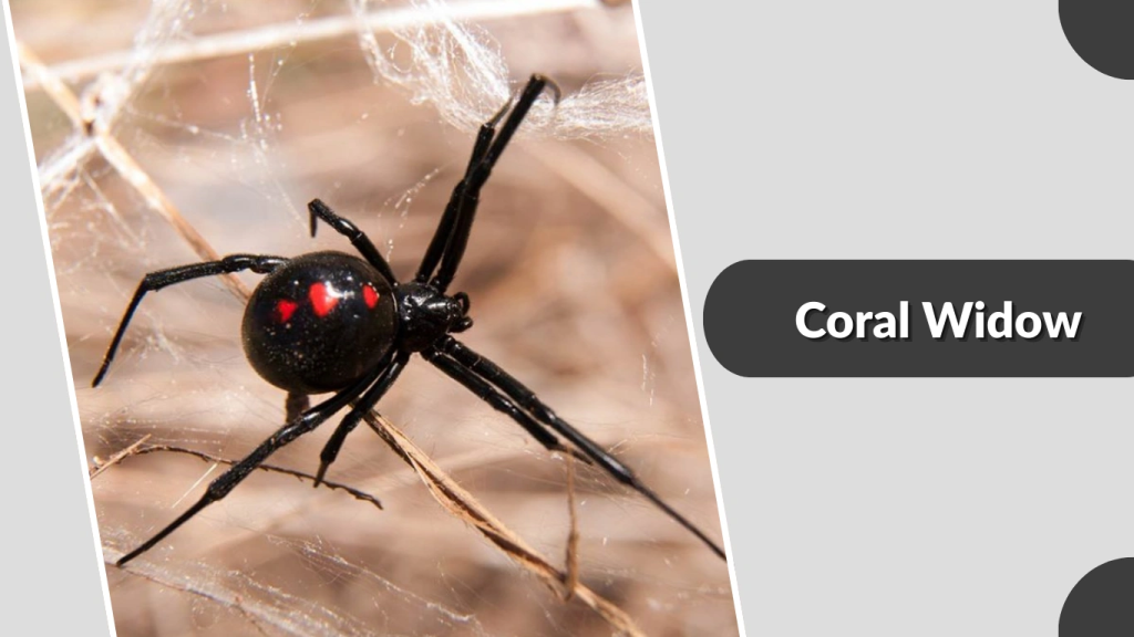 Coral Widow