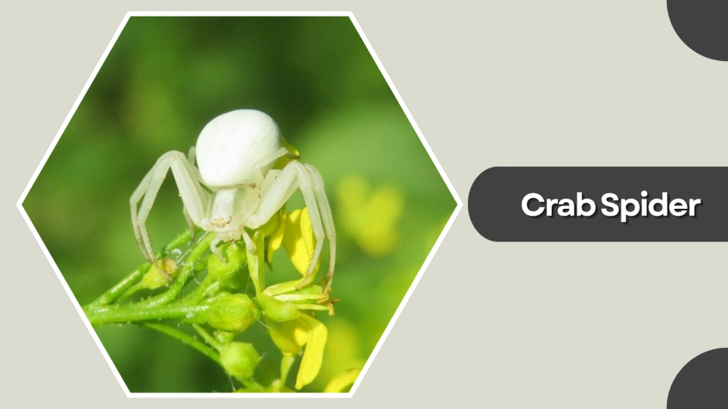 Crab Spider