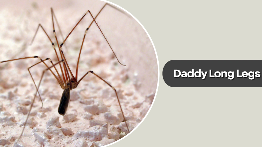 Daddy Long Legs