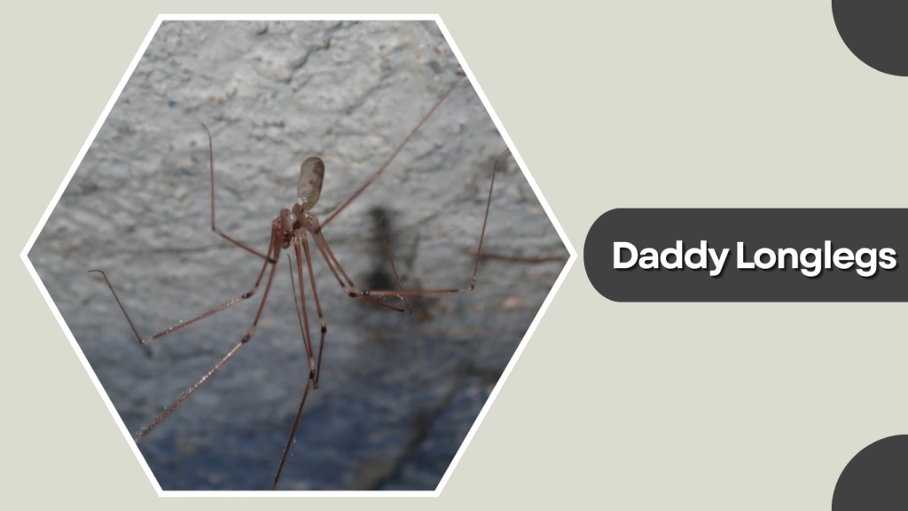 Daddy Longlegs