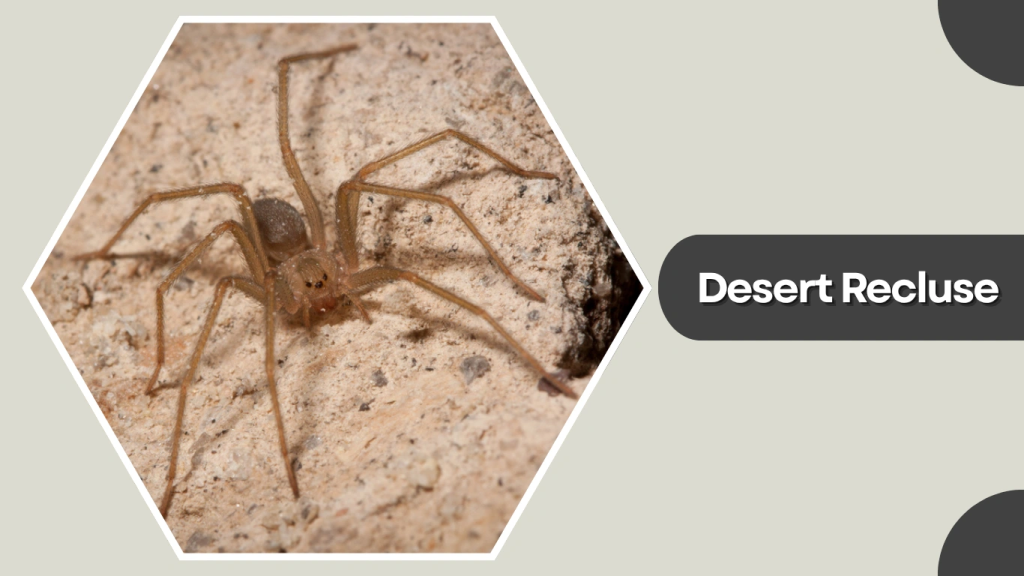 Desert Recluse