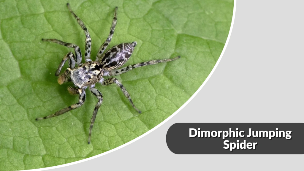 Dimorphic Jumping Spider