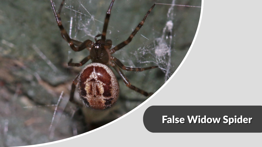 False Widow Spider