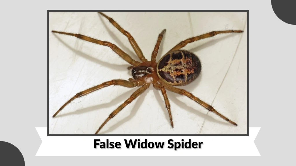 False Widow Spider