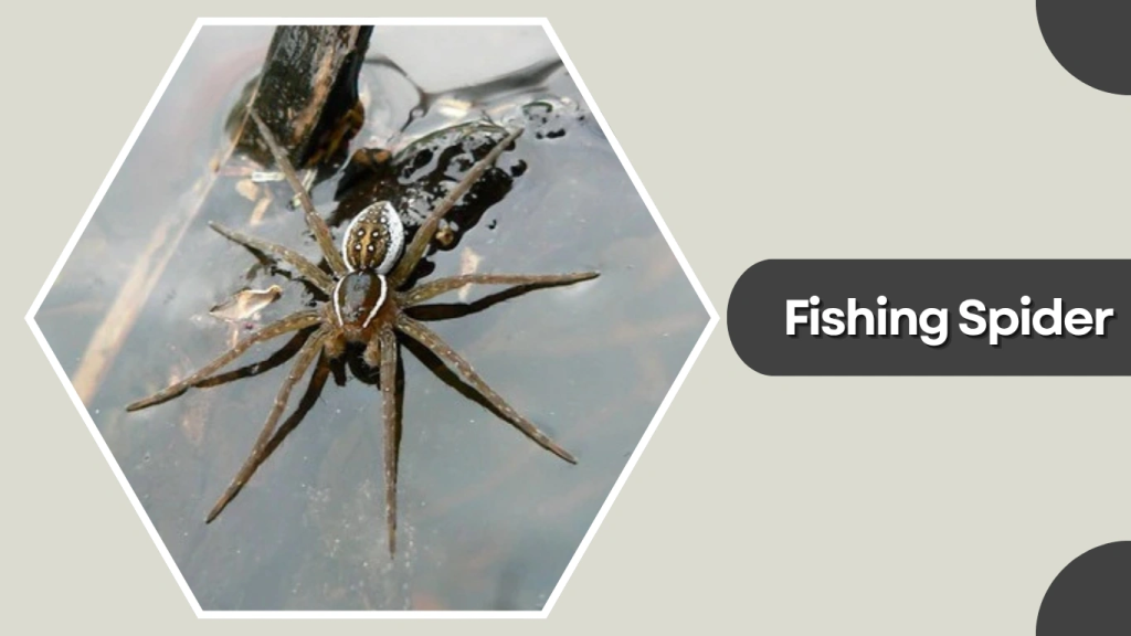 Fishing Spider