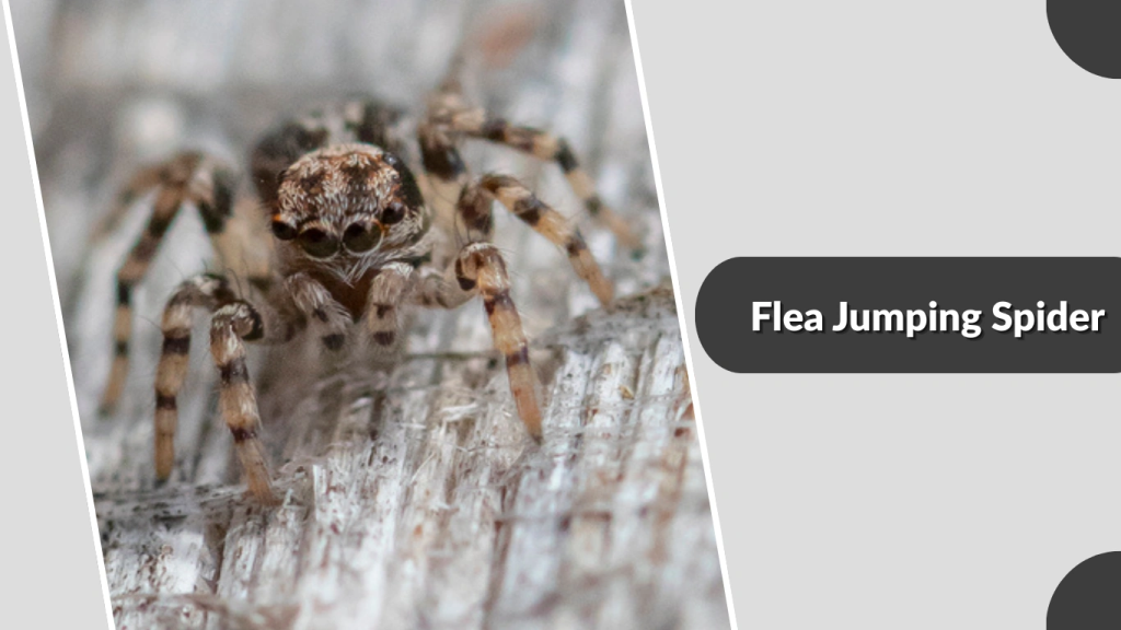 Flea Jumping Spider