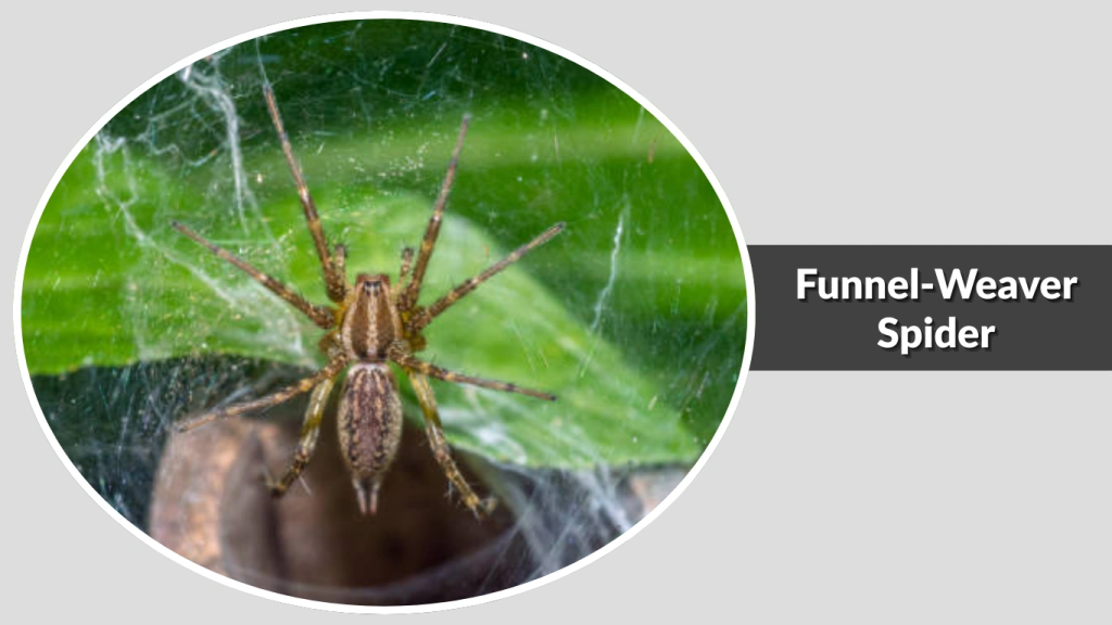 Funnel-Weaver Spider