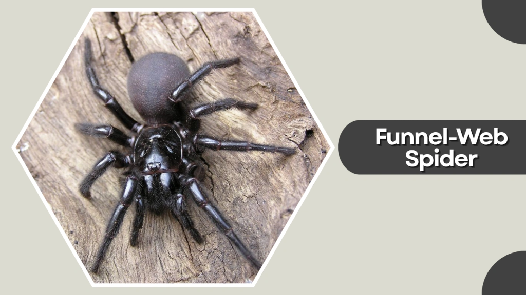 Funnel-Web Spider
