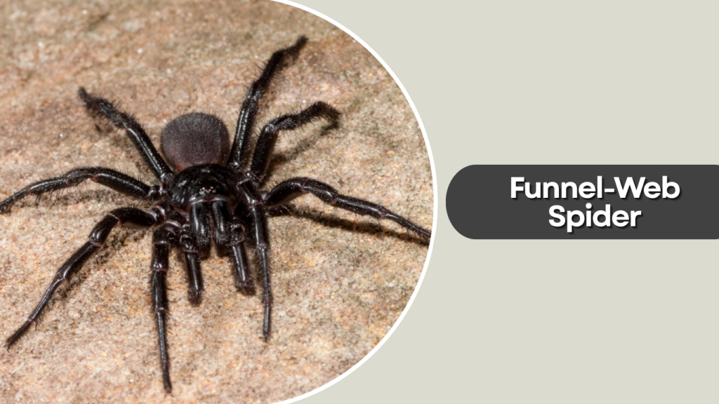 Funnel-Web Spider