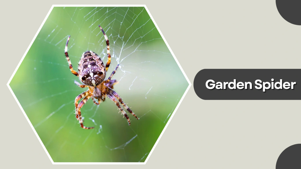 Garden Spider