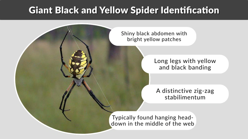Giant Black and Yellow Spider Identification