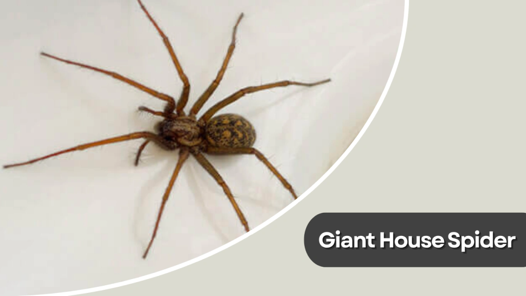Giant House Spider