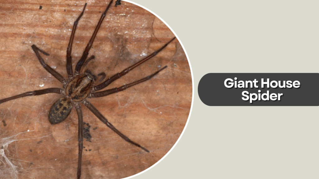 Giant House Spider