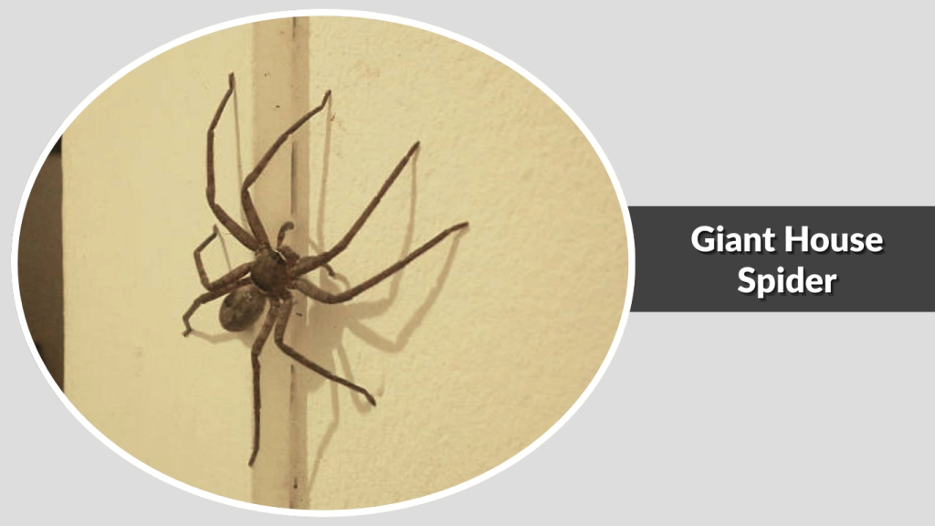 Giant House Spider