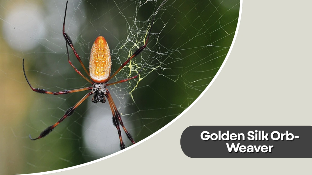 Golden Silk Orb-Weaver