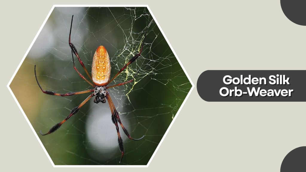 Golden Silk Orb-Weaver