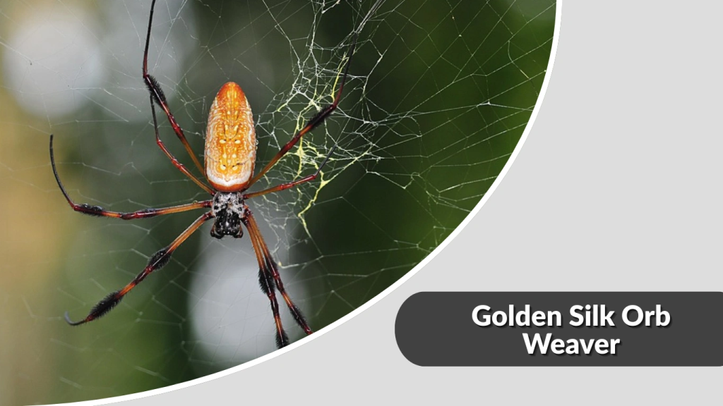Golden Silk Orb Weaver