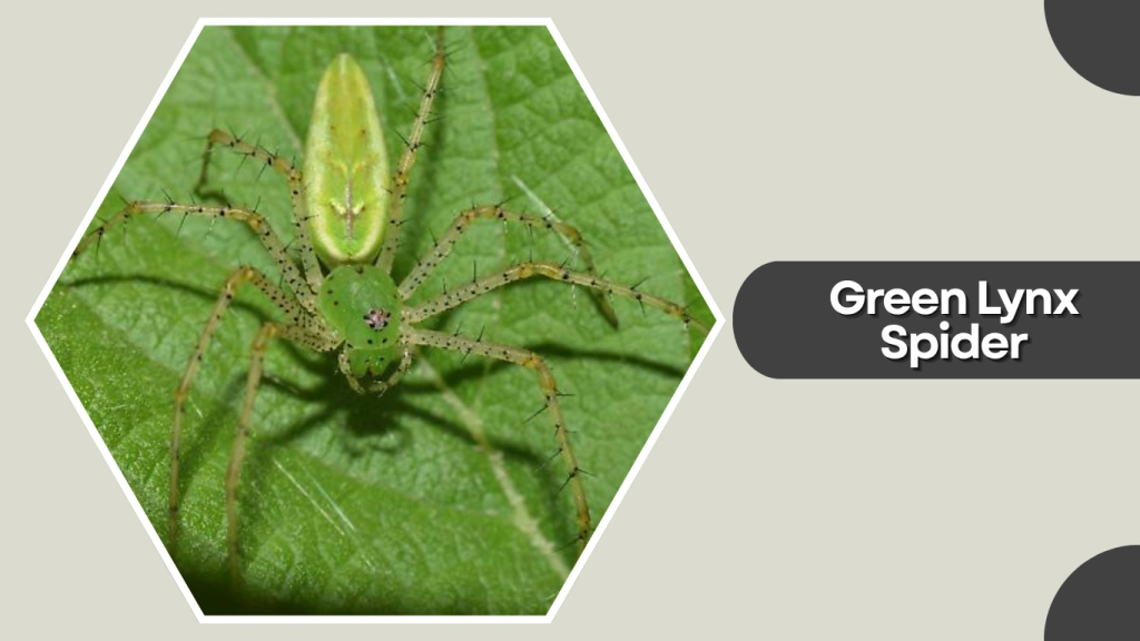 Green Lynx Spider