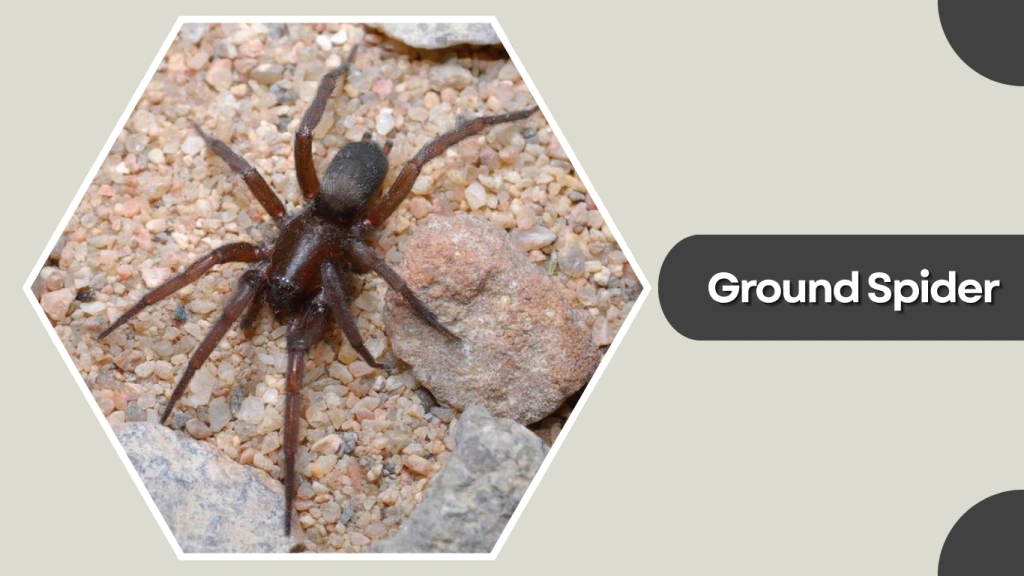 Ground Spider