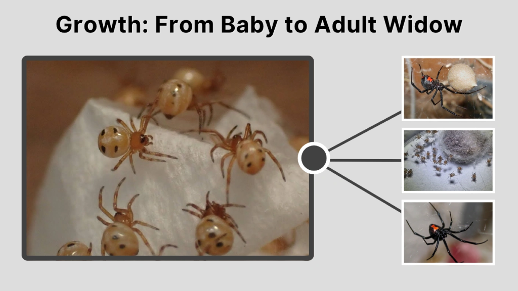 Growth From Baby to Adult Widow