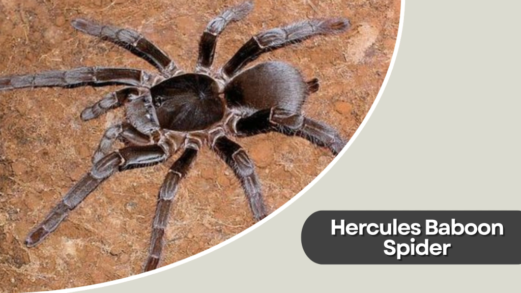 Hercules Baboon Spider