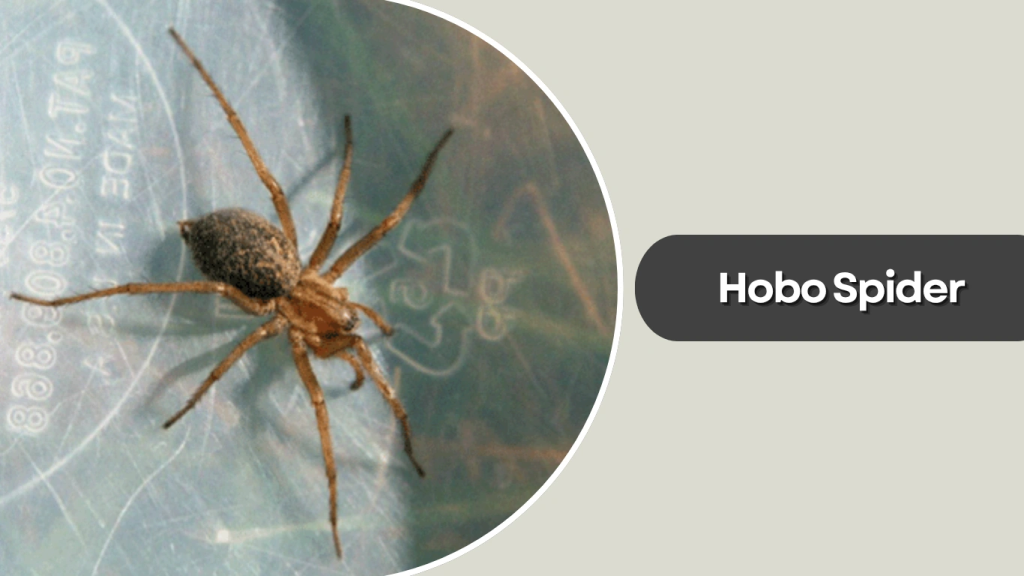 Hobo Spider