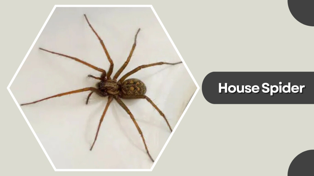 House Spider