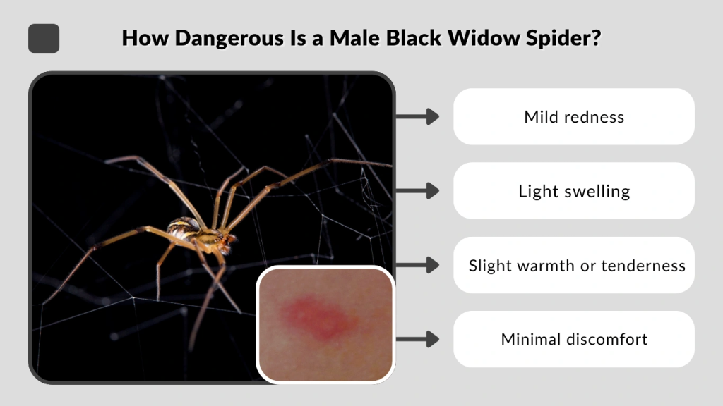 How Dangerous Is a Male Black Widow Spider