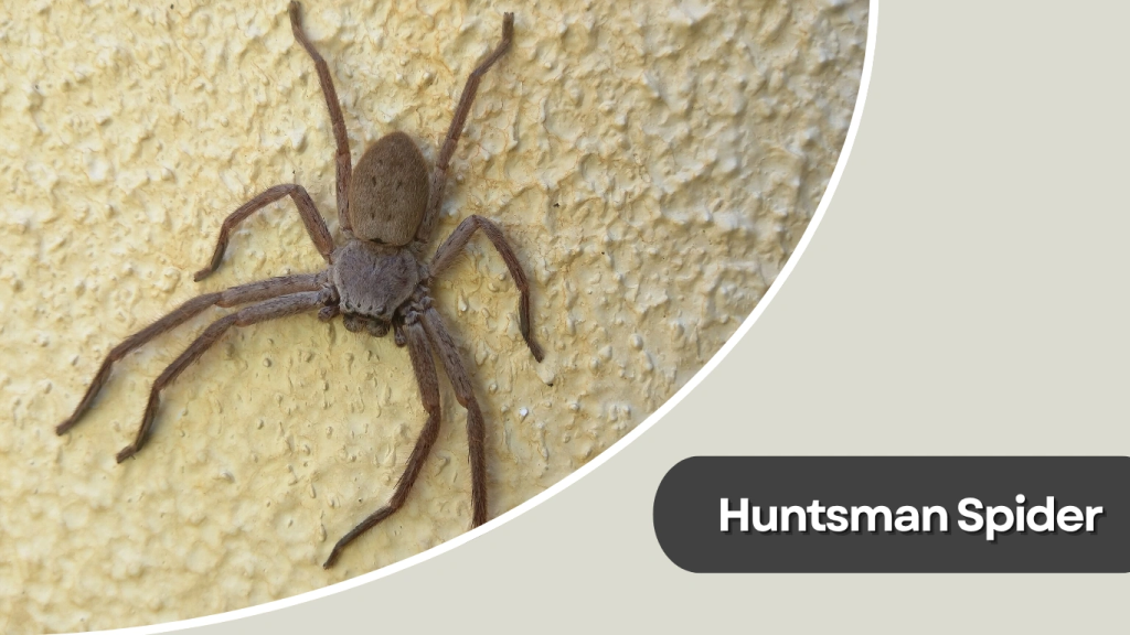 Huntsman Spider