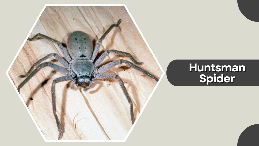 Huntsman Spider