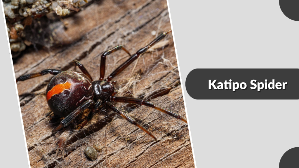Katipo Spider