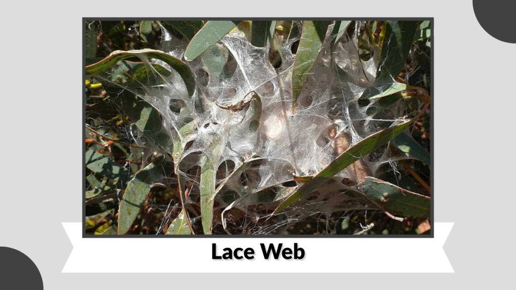 15 Types of spider webs: Identification, Making process with Pictures