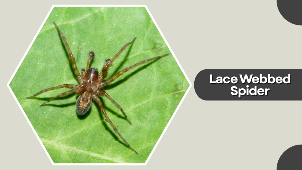 Lace Webbed Spider