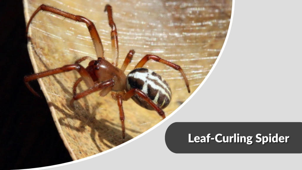 Leaf-Curling Spider