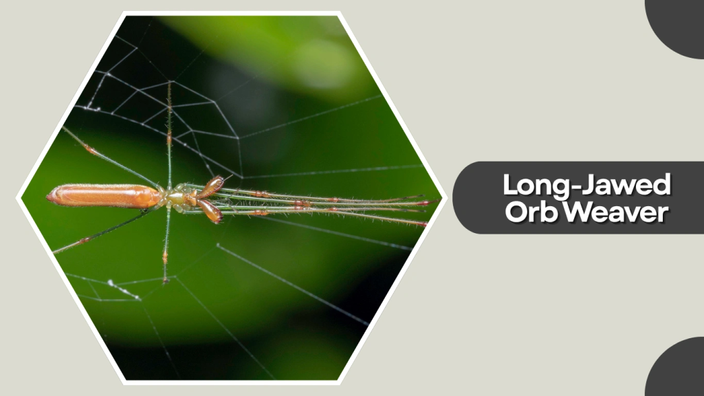 Long-Jawed Orb Weaver