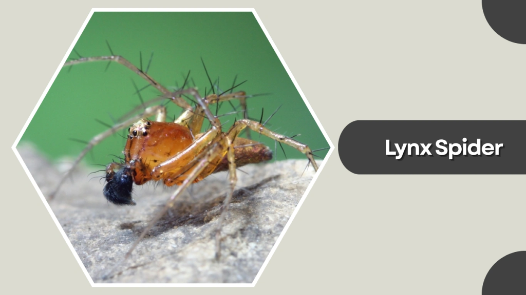Lynx Spider